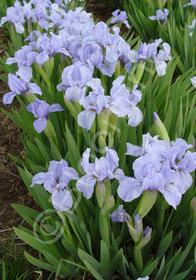 Iris pumila 'Blue Denim'