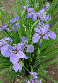 Iris setosa 'Nana'                       