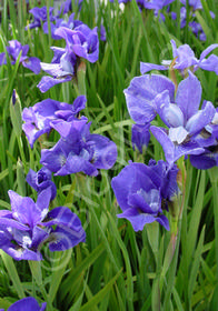 Iris sibirica 'Caesar's Brother'