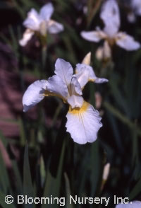 Iris sibirica 'Snow Queen'                        