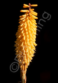 Kniphofia uvaria 'Primrose Beauty'