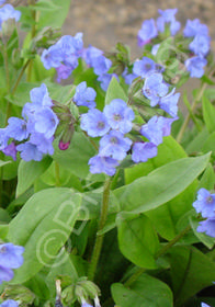 Pulmonaria  'Blue Ensign'