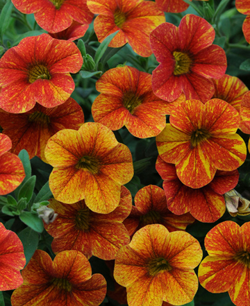 Calibrachoa Can Can Terra Cotta