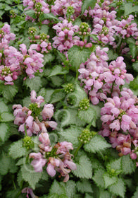 Lamium maculatum 'Pink Pewter'