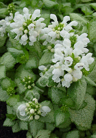 Lamium maculatum 'White Nancy'