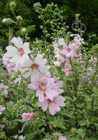 Lavatera thuringiaca 'Barnsley'