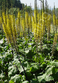 Ligularia stenocephala 'The Rocket'