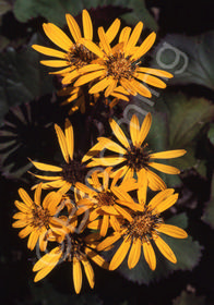 Ligularia dentata 'Desdemona'