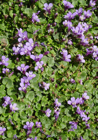 Cymbalaria aequitriloba