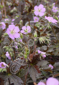 Geranium maculatum 'Elizabeth Ann'