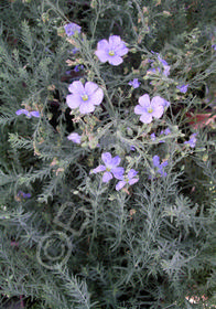 Linum perenne 'Sapphire'