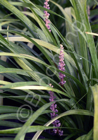 Liriope muscari 'Big Blue'