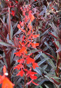 Lobelia fulgens 'Queen Victoria'