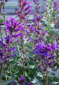 Lobelia x gerardii 'Vedrariensis'