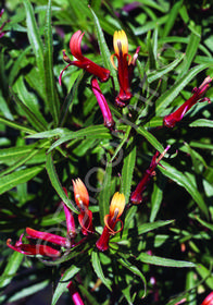 Lobelia laxiflora 