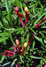 Lobelia laxiflora