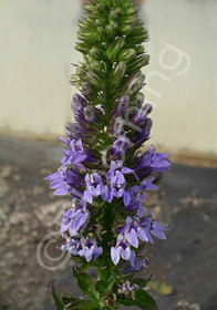 Lobelia siphilitica