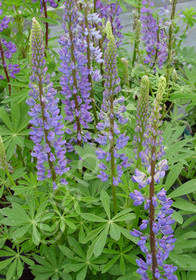 Lupinus Russell Hybrids 'The Governor'