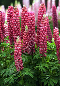 Lupinus Russell hybrids 'My Castle'