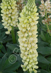 Lupinus Russell Hybrids 'Chandelier'