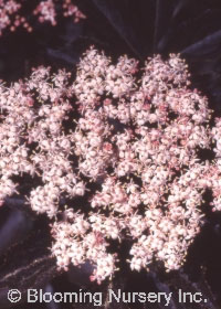 Sambucus nigra 'Guincho Purple'                   