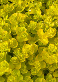 Lysimachia nummularia 'Aurea'