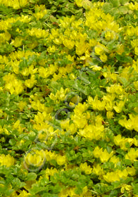 Lysimachia nummularia 