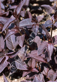 Lysimachia ciliata 'Purpurea'