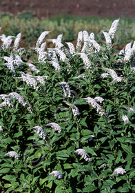 Lysimachia clethroides