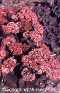 Sedum 'Purple Emperor'                  