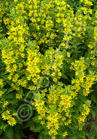 Lysimachia punctata                     