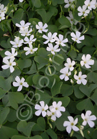 Oxalis crassipes 'Alba'