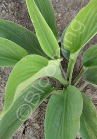 Hosta 'Niagra Falls'