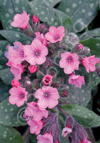 Pulmonaria saccharata 'Dora Bielefeld'