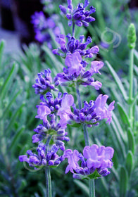 Lavandula angustifolia 'Sachet'