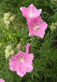 Malva alcea 'Fastigiata'