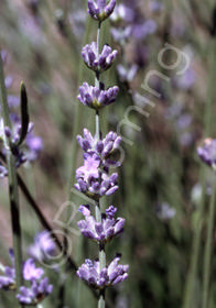 Lavandula angustifolia SuperBlue' (Balavurlu)