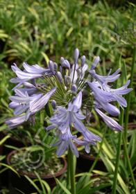 Agapanthus africanus 'Peter Pan'