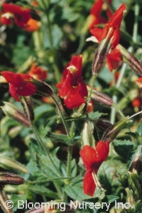 Mimulus cardinalis