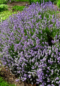 Lavandula angustifolia 'Martha Roderick'