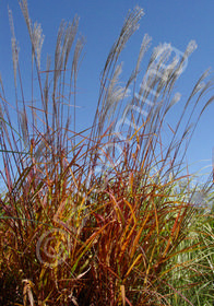 Miscanthus oligostachyus 'Purpurascens'