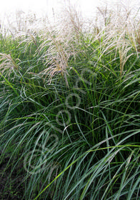 Miscanthus sinensis 'Silberfeder'