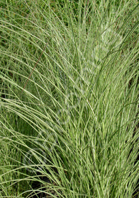 Miscanthus sinensis 'Morning Light'