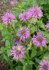 Monarda didyma 'Marshall's Delight'