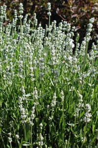 Lavandula angustifolia 'Nana Alba'                