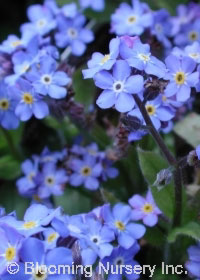 Myosotis sylvatica 'Blue Ball'