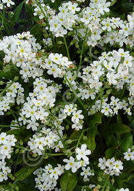 Myosotis sylvatica 'Alba'