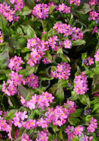 Myosotis sylvatica 'Rosea'