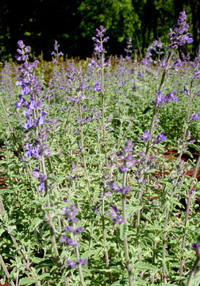 Nepeta x faassenii