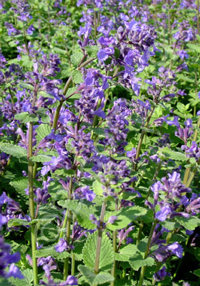 Nepeta racemosa 'Blue Wonder'